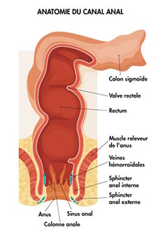 C'est un schéma qui montre l'anatomie du canal anal